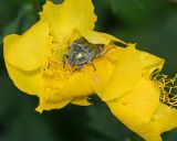 Trollius europaeus