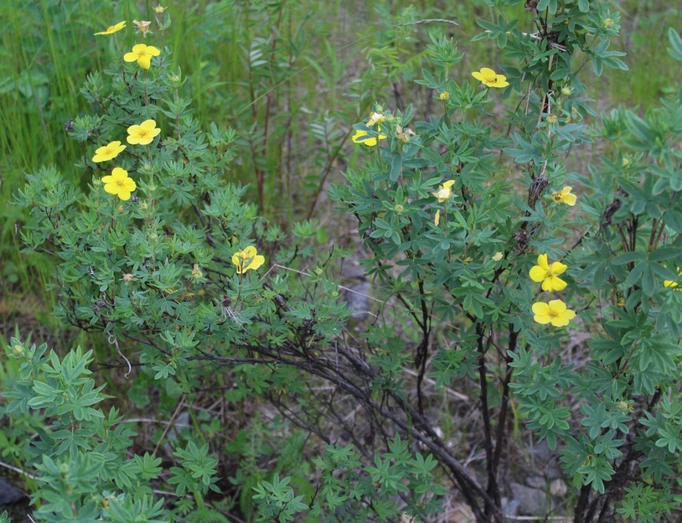 Image of Dasiphora fruticosa specimen.