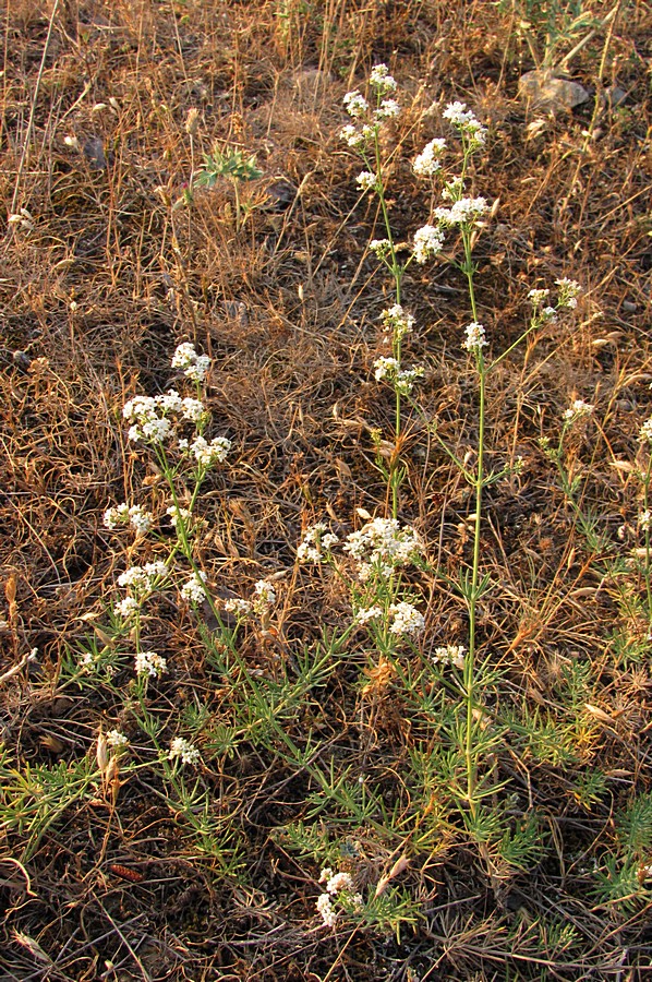 Image of Galium biebersteinii specimen.