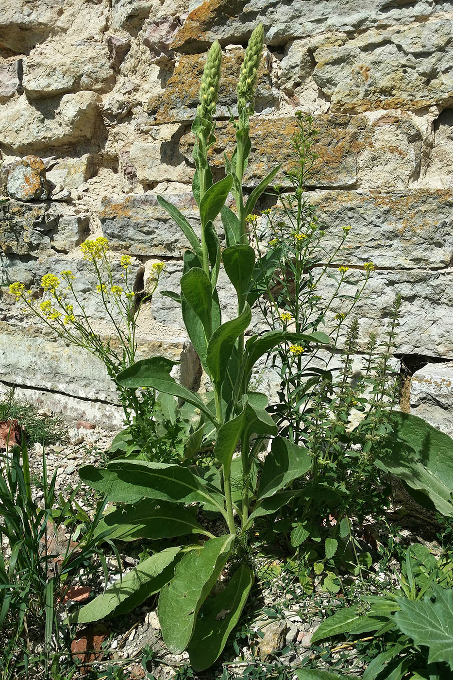 Image of genus Verbascum specimen.