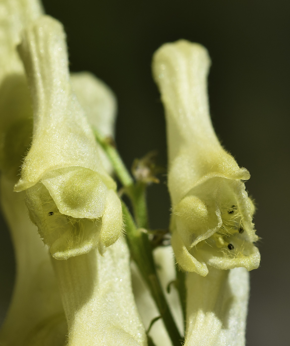 Изображение особи Aconitum lamarckii.