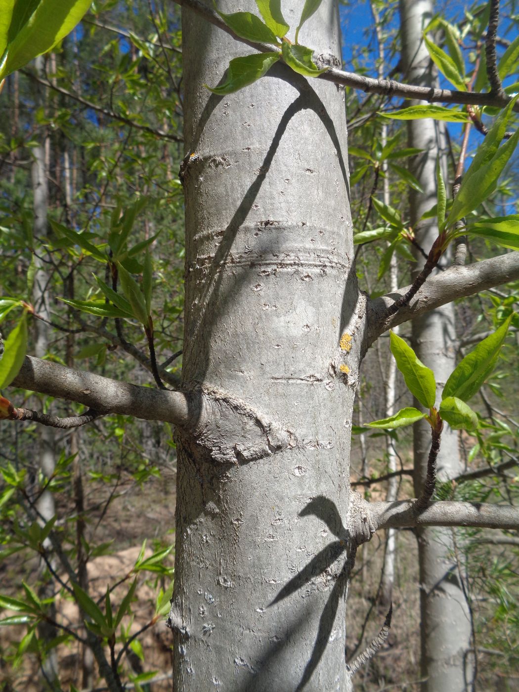 Изображение особи Populus longifolia.