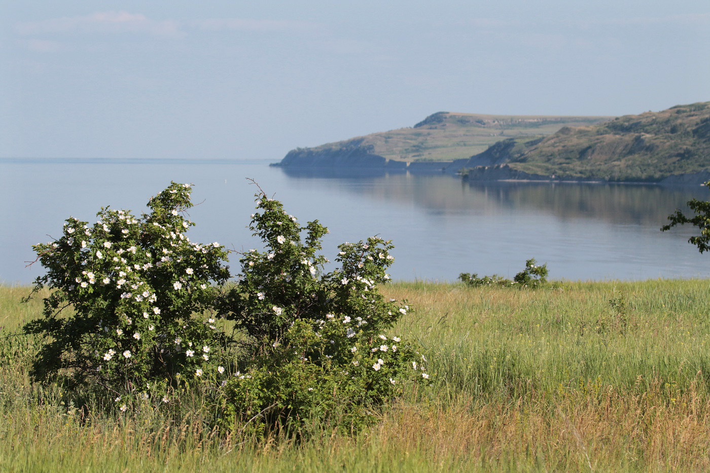 Image of Rosa balsamica specimen.