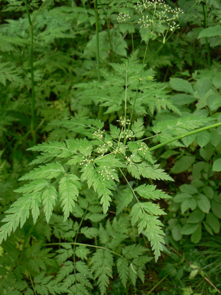 Изображение особи Anthriscus sylvestris.