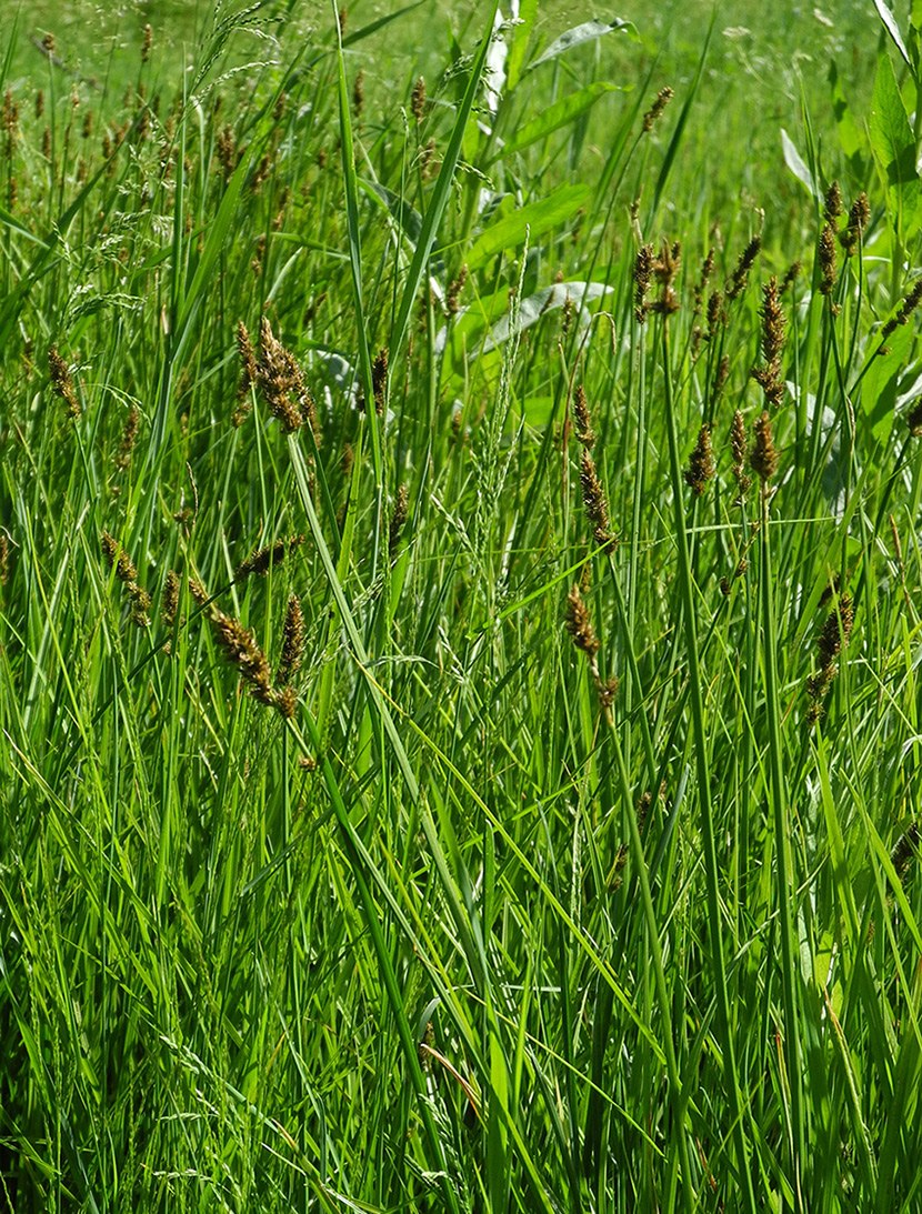 Image of Carex curaica specimen.