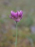 Allium xiphopetalum