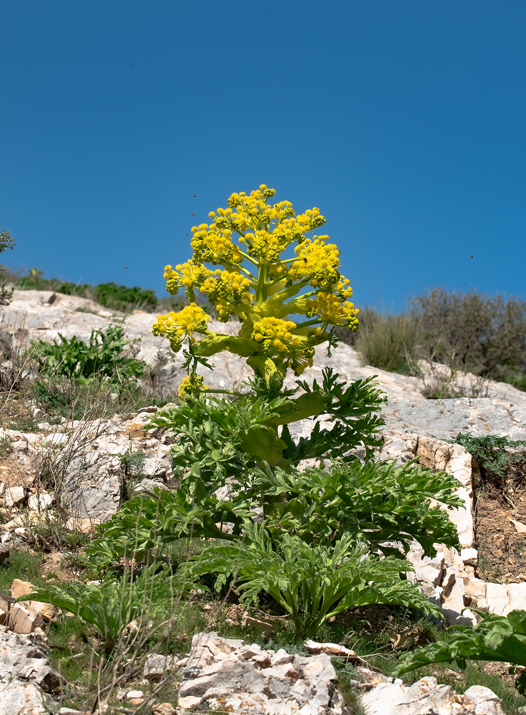 Image of Ferula kuhistanica specimen.