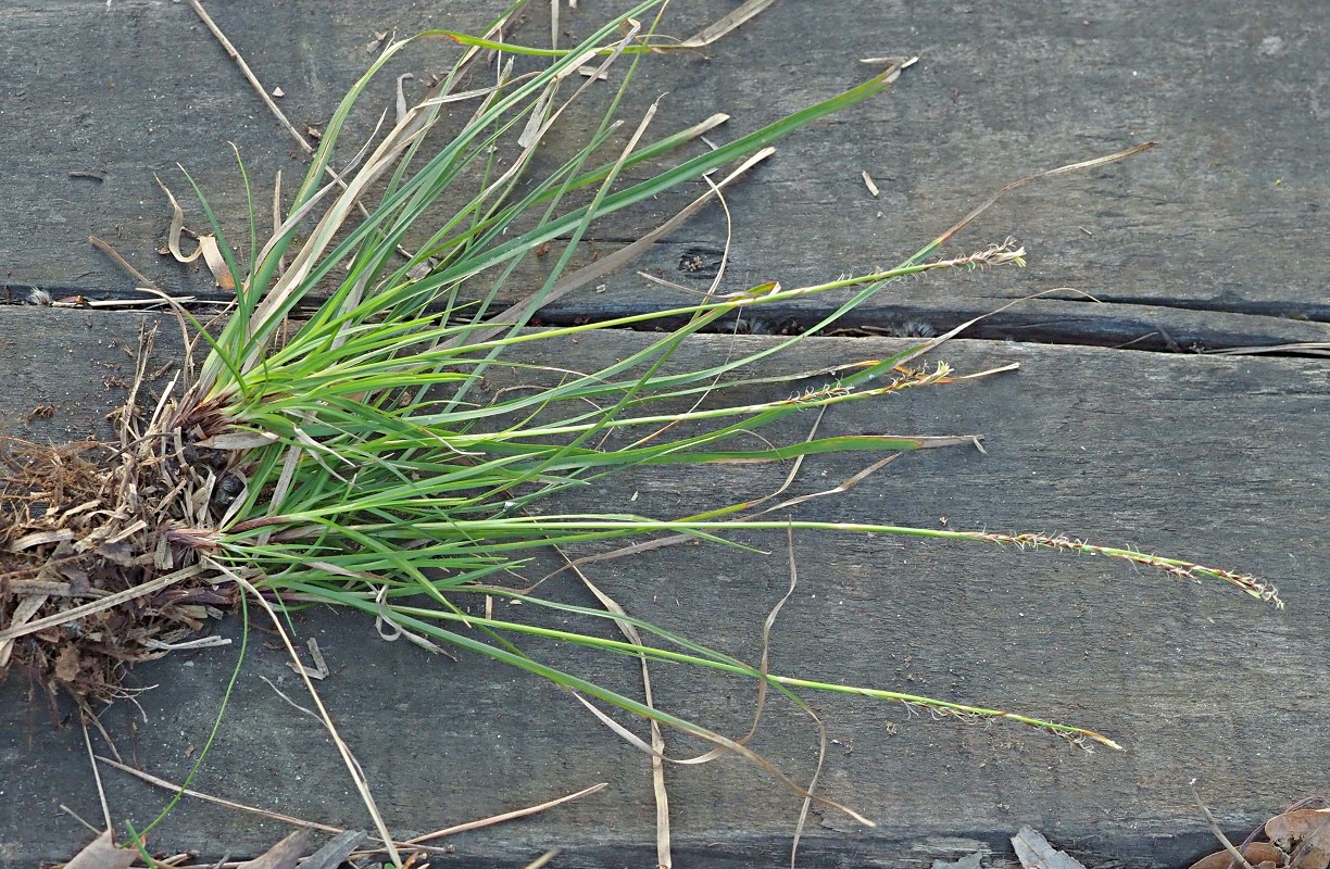 Image of Carex rhizina specimen.