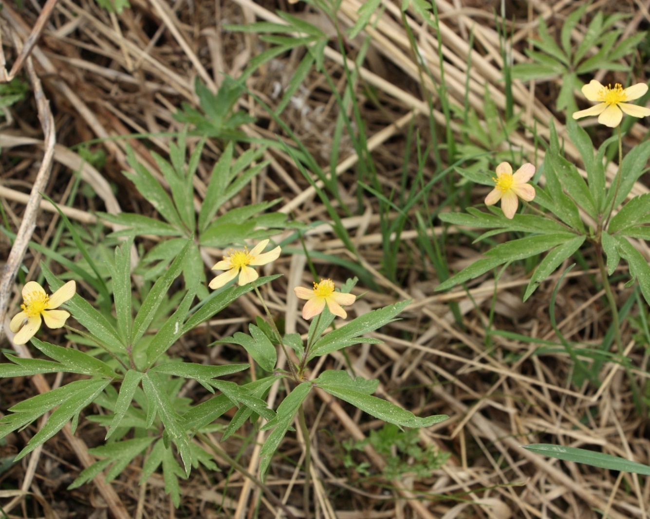 Image of Anemone uralensis specimen.