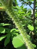 Смотреть изображение Hydrangea aspera подвид sargentiana