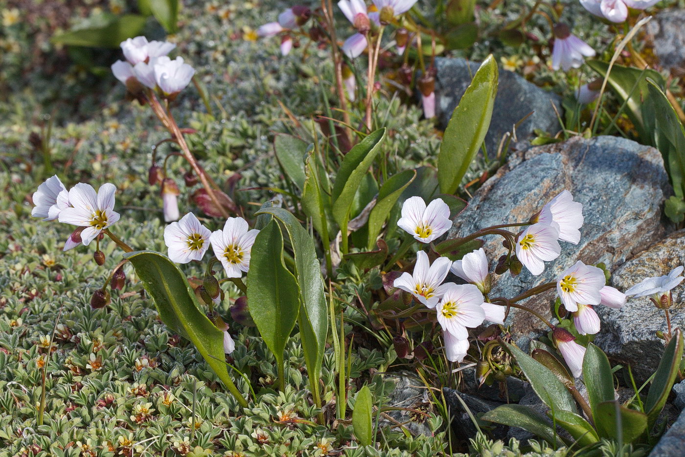 Image of Claytonia joanneana specimen.