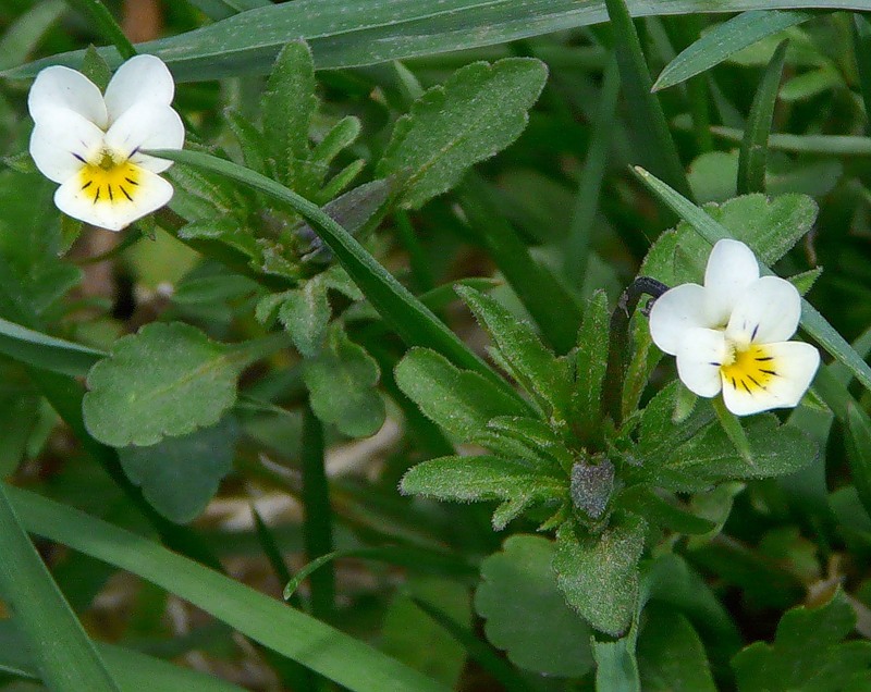 Image of Viola arvensis specimen.