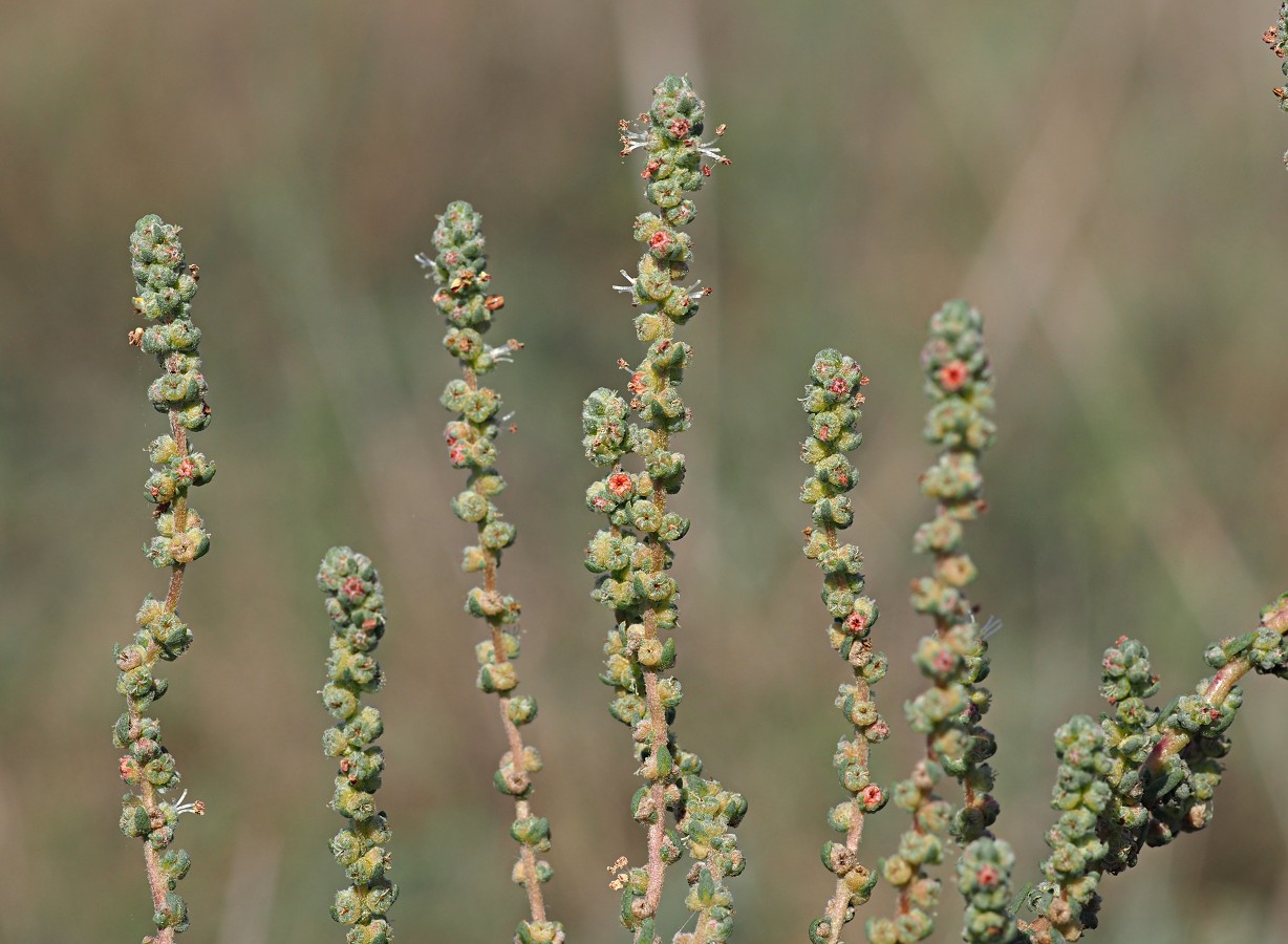 Image of Bassia prostrata specimen.