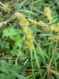 Carex leiorhyncha. Соцветие. Хабаровск, ул. Монтажная 15, во дворе. 19.06.2013.
