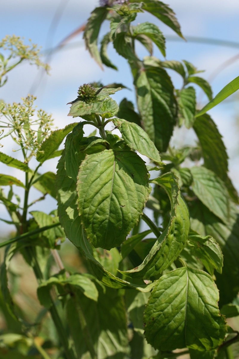 Image of Mentha aquatica specimen.