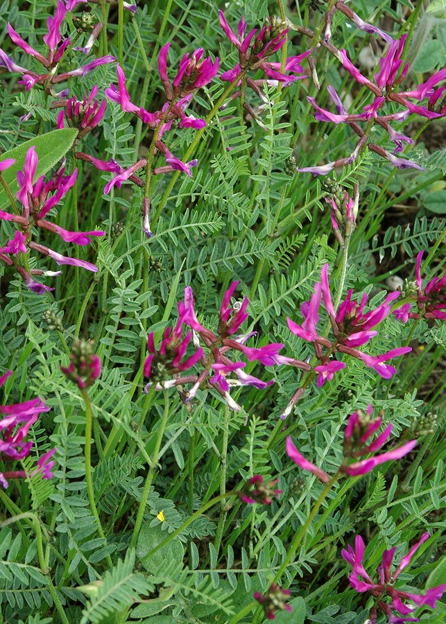 Изображение особи Astragalus lunatus.