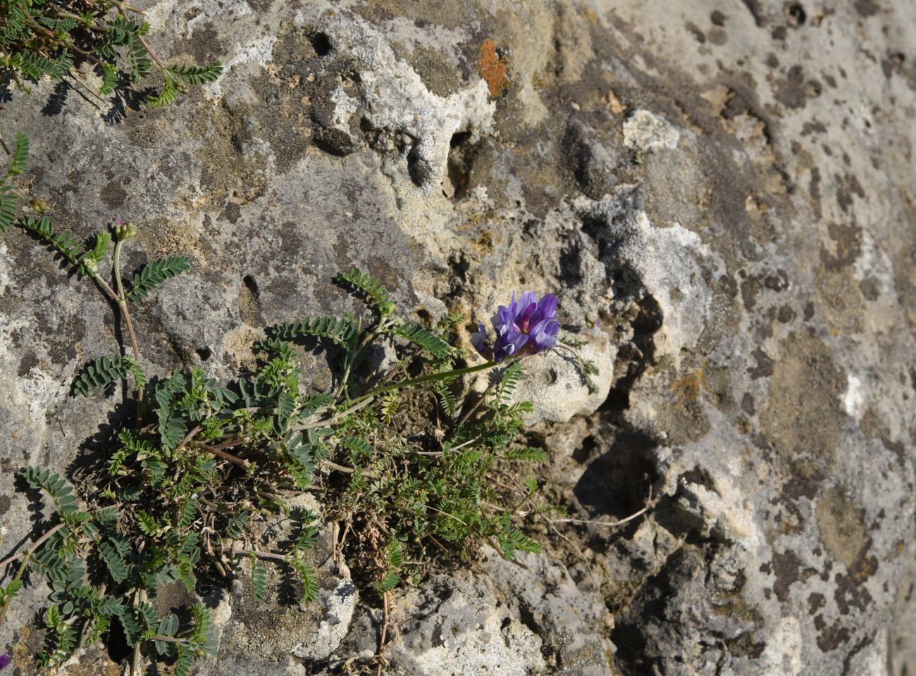 Изображение особи род Astragalus.