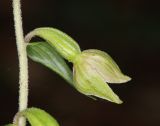 Epipactis leptochila. Часть стебля с цветком. Горный Крым, окр. с. Генеральское, буковый лес. 15 июля 2022 г.