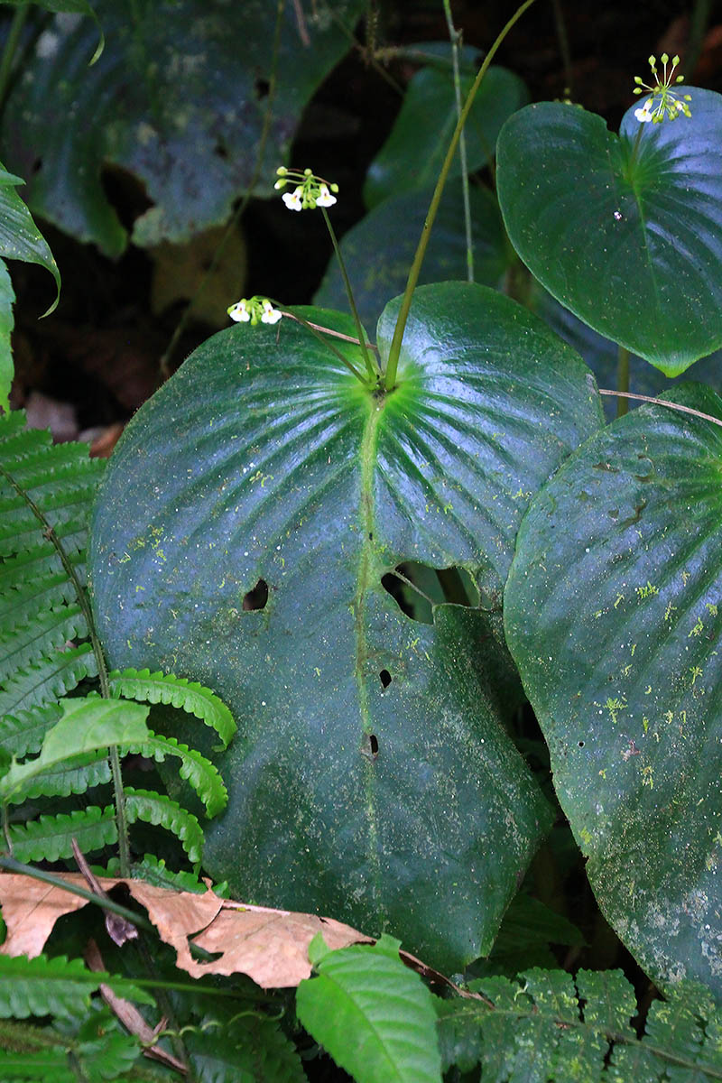 Изображение особи семейство Gesneriaceae.