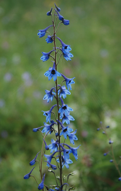 Image of Delphinium elatum specimen.