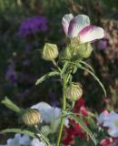 Hibiscus trionum