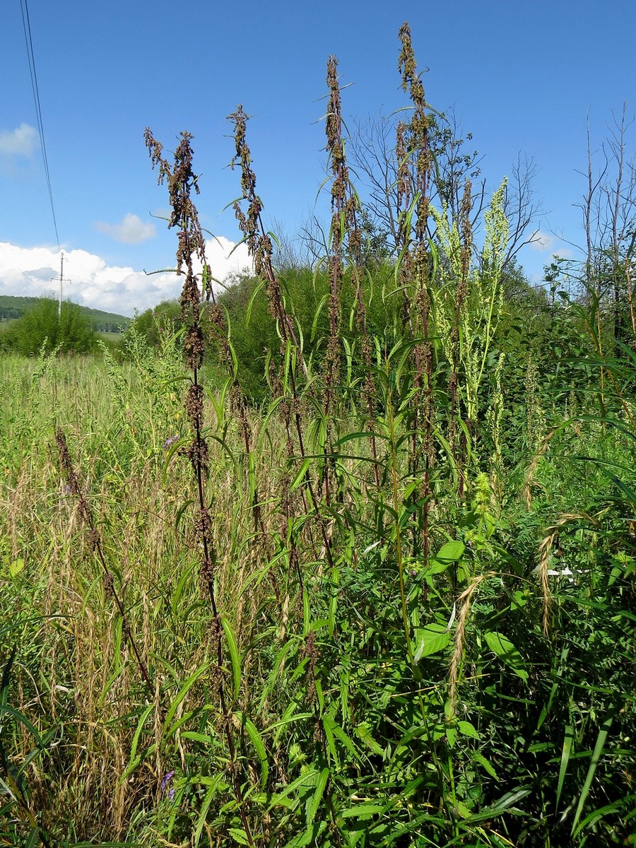 Image of Urtica angustifolia specimen.