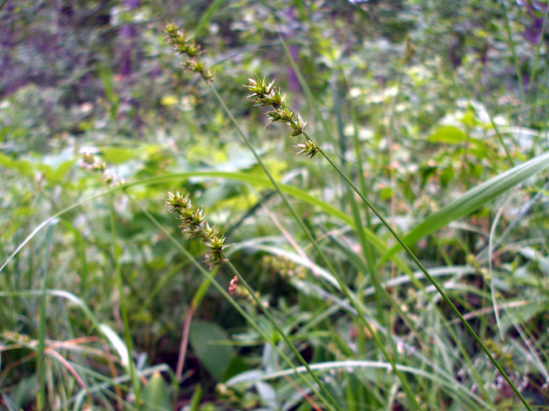 Image of Carex muricata specimen.