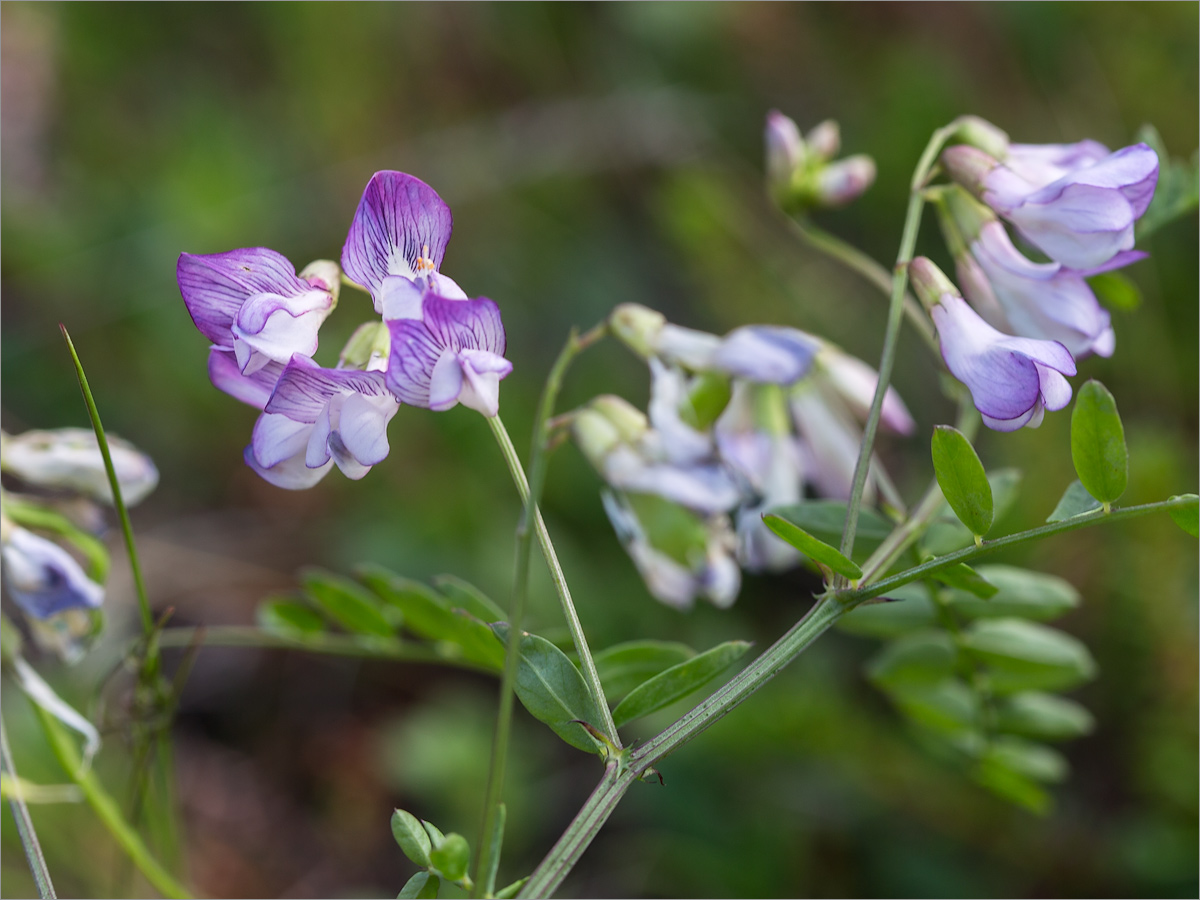 Изображение особи Vicia sylvatica.