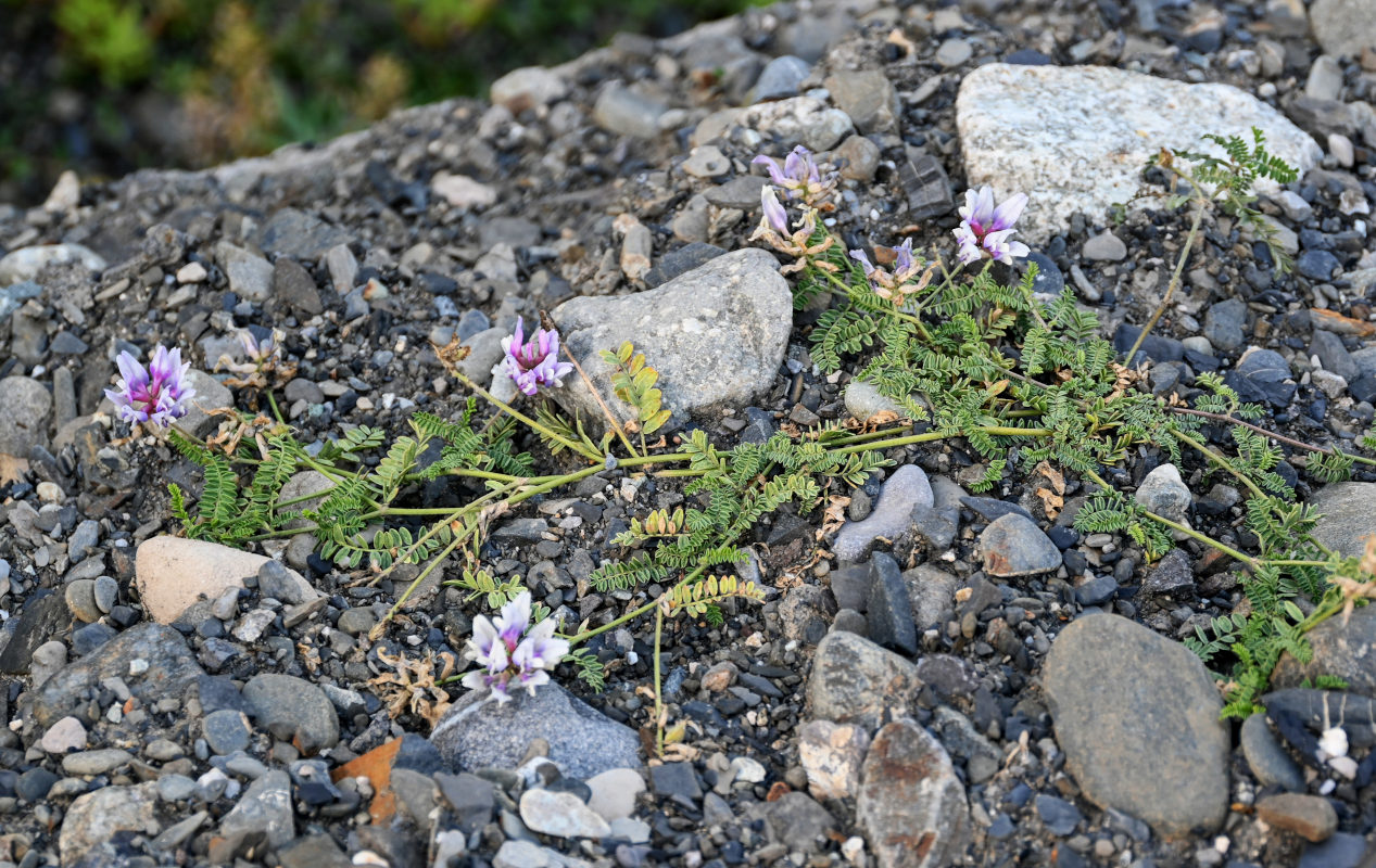 Image of genus Oxytropis specimen.