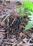 Смотреть изображение Dryopteris marginalis