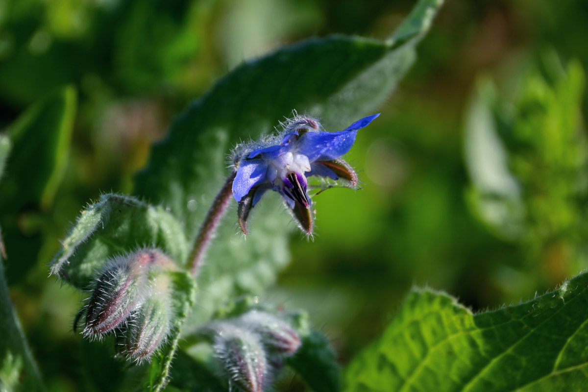 Изображение особи Borago officinalis.