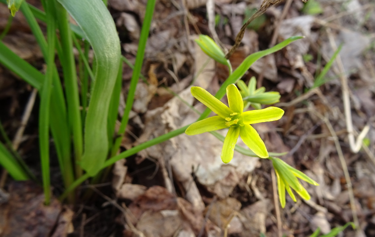 Image of Gagea lutea specimen.