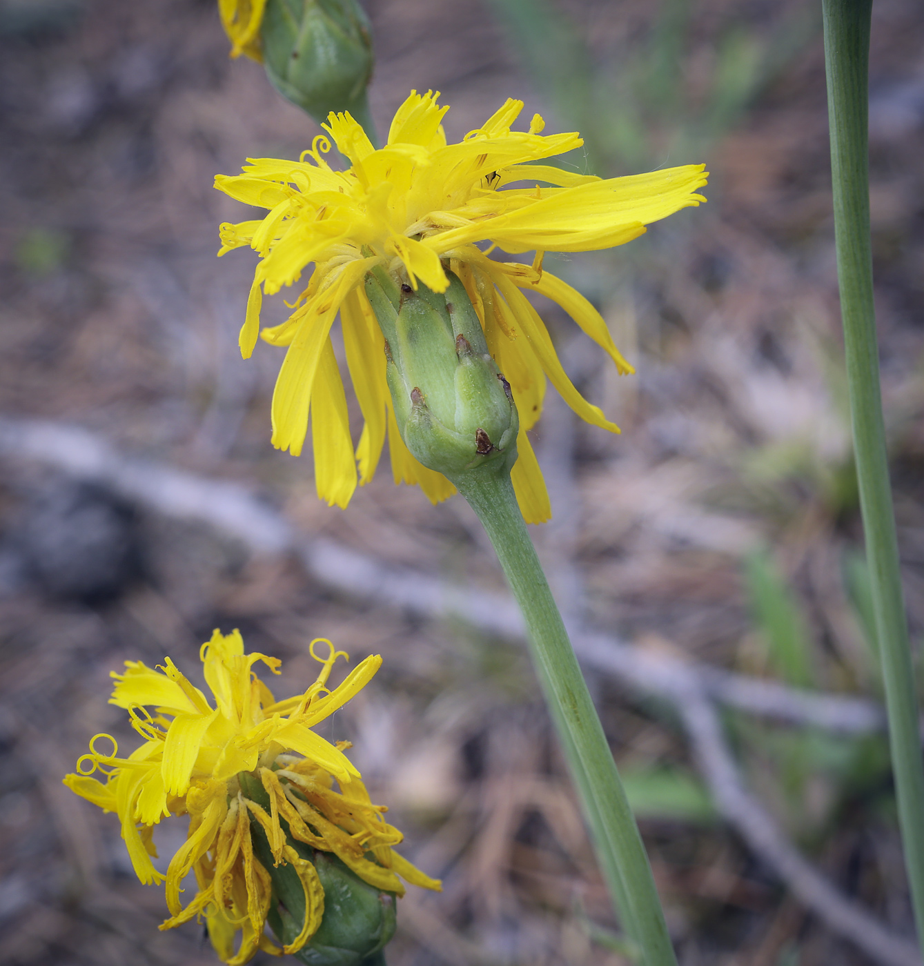 Image of Scorzonera glabra specimen.