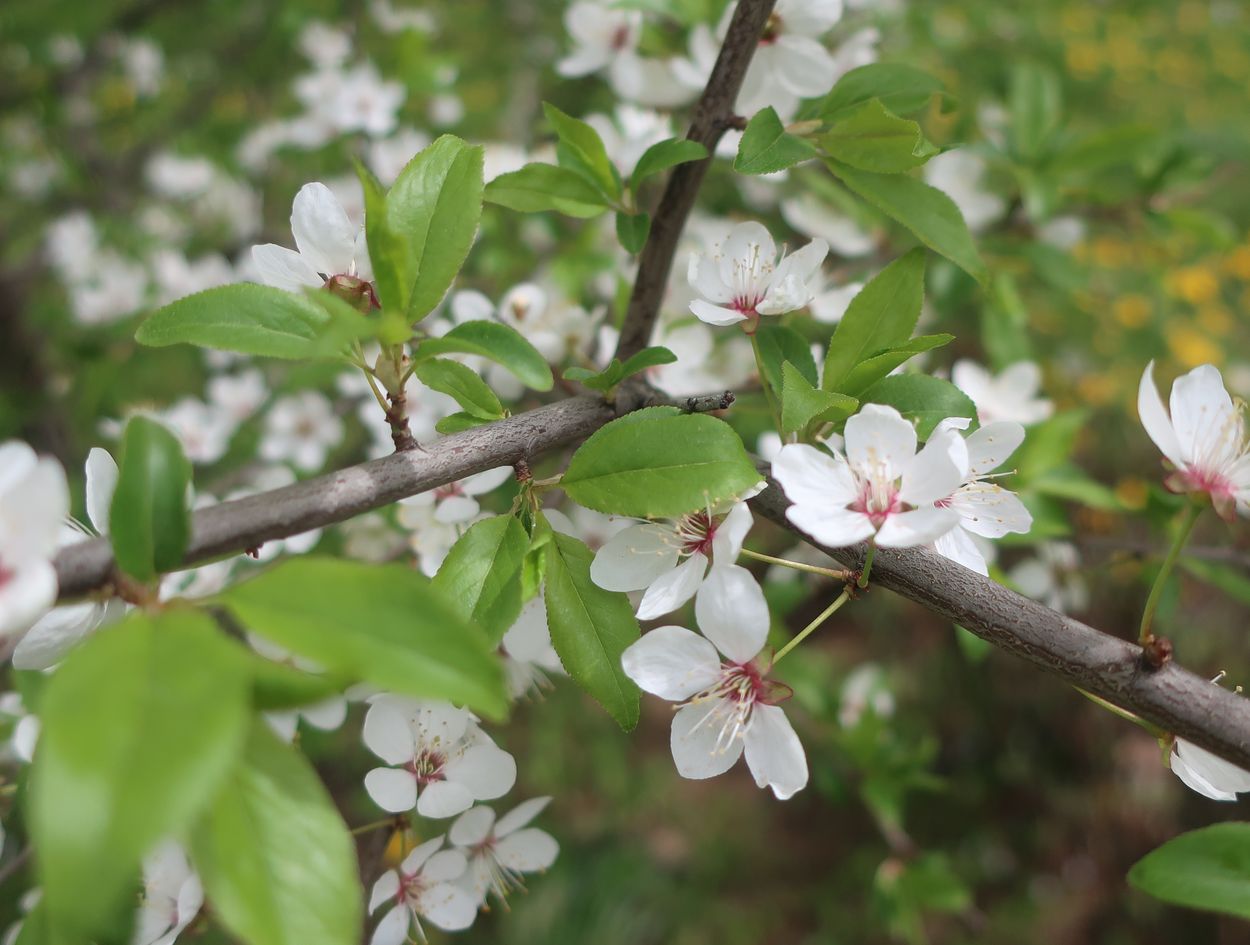 Изображение особи род Prunus.