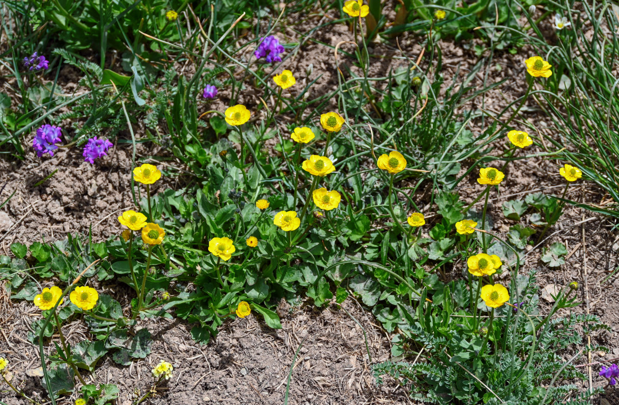 Изображение особи Ranunculus songaricus.