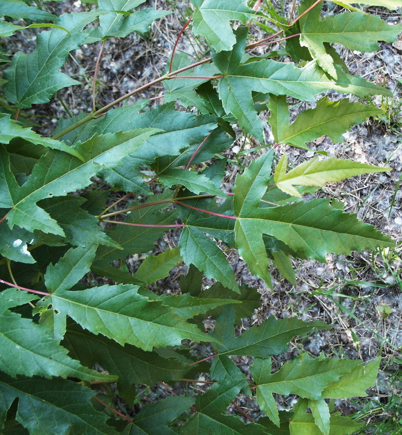 Image of Acer ginnala specimen.