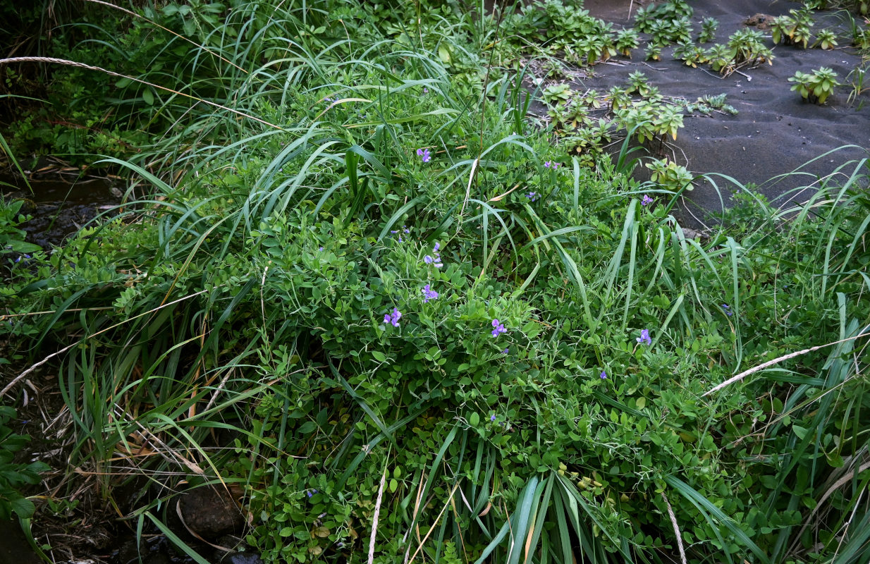 Image of Lathyrus japonicus specimen.