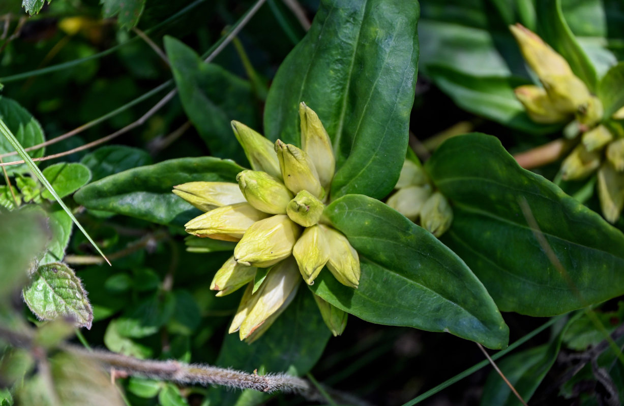 Image of Gentiana cruciata specimen.