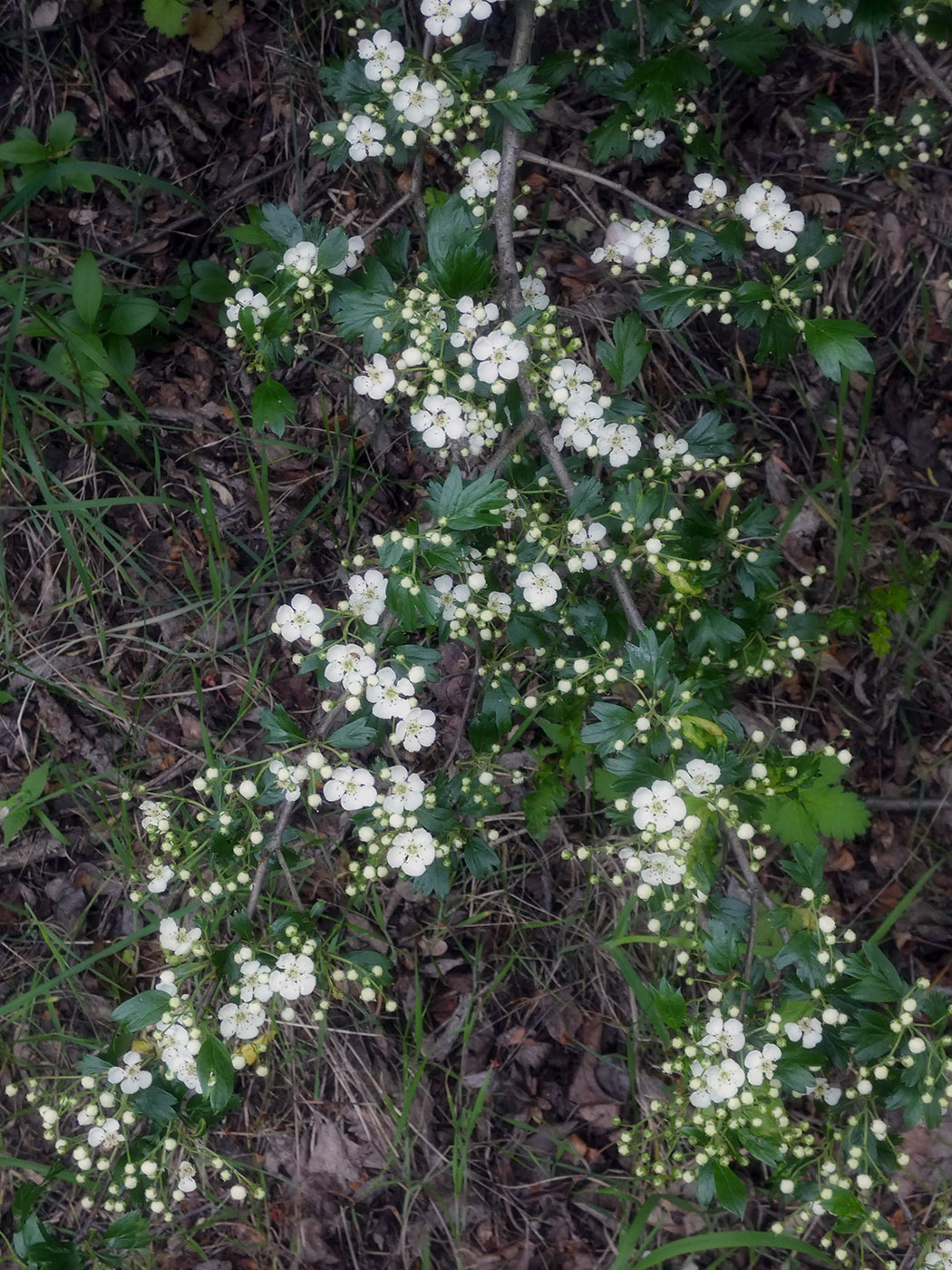 Изображение особи род Crataegus.