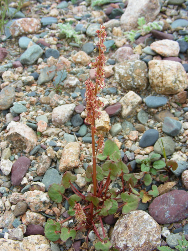 Image of Oxyria digyna specimen.