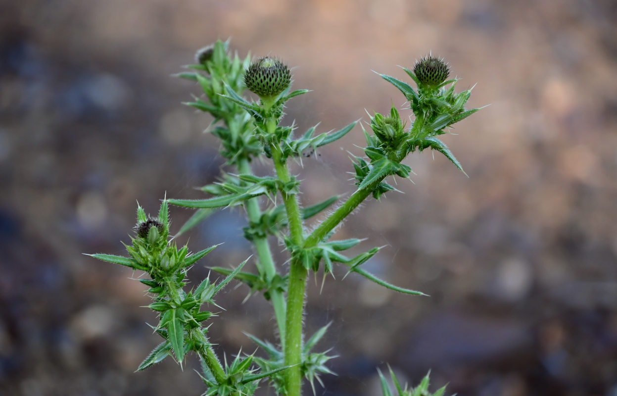 Изображение особи Cirsium serrulatum.