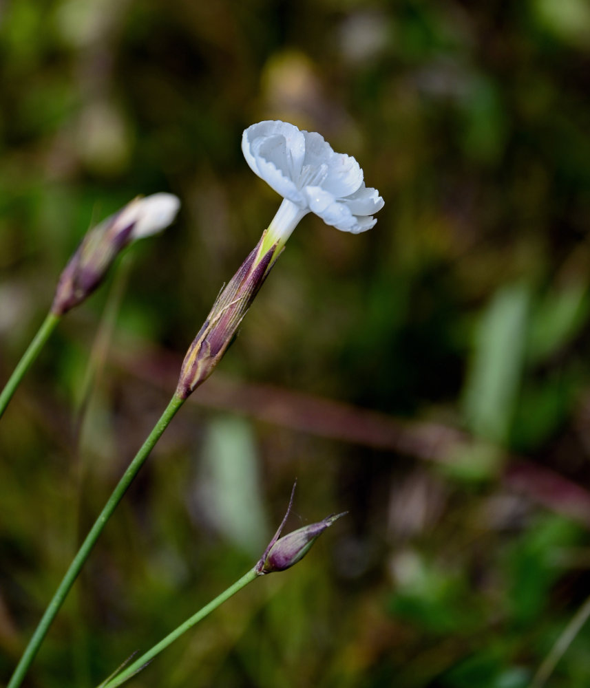 Изображение особи Dianthus cretaceus.