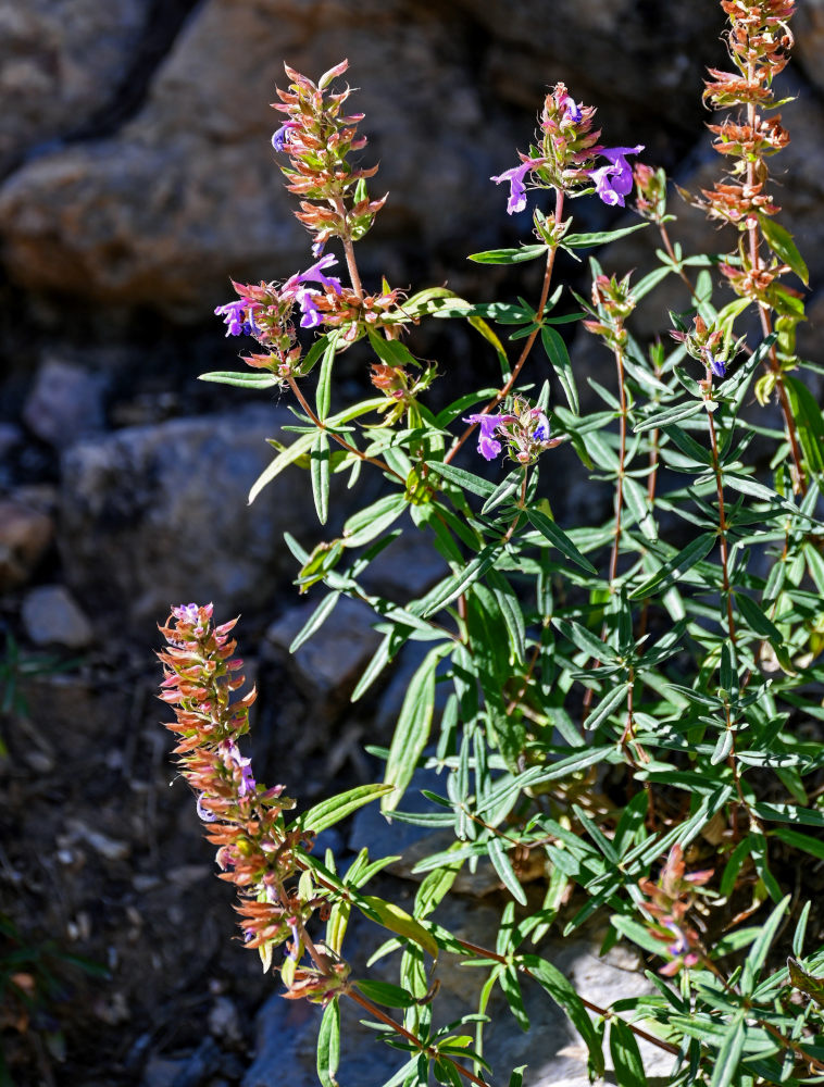 Image of Dracocephalum integrifolium specimen.