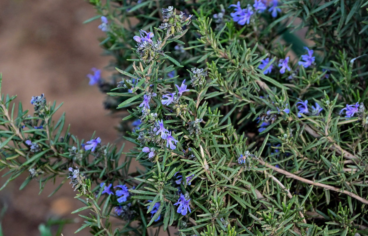 Image of Rosmarinus officinalis specimen.