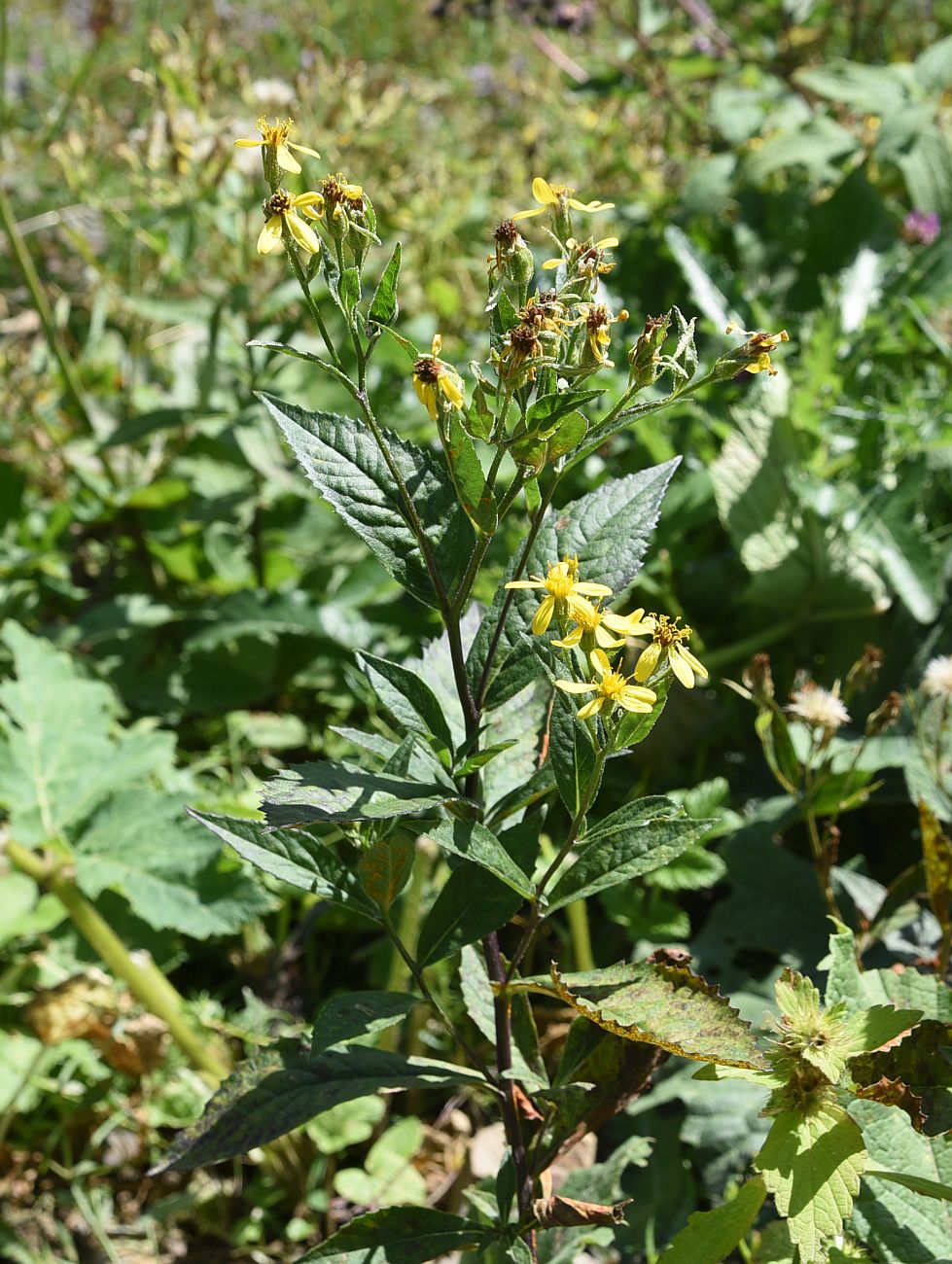 Image of genus Senecio specimen.