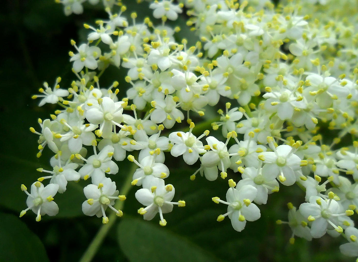 Image of Sambucus nigra specimen.