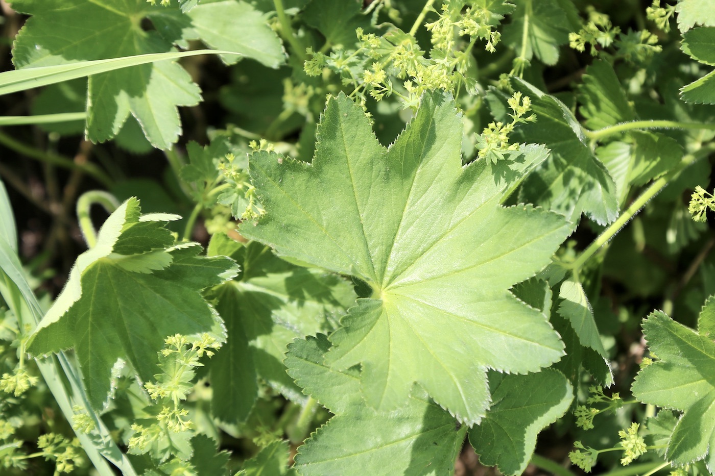 Image of Alchemilla micans specimen.