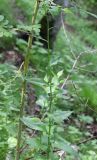 Смотреть изображение Caucasalia parviflora