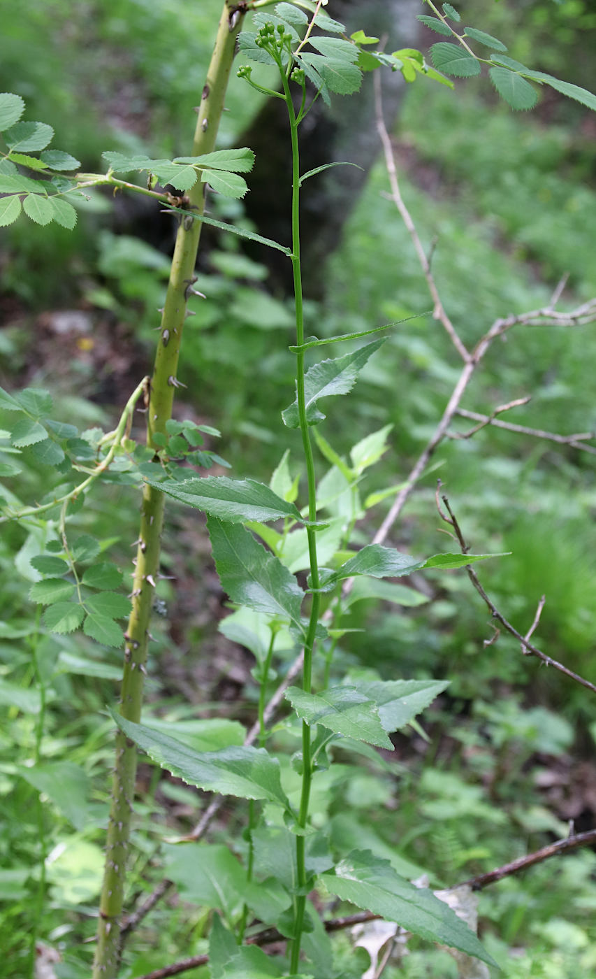 Изображение особи Caucasalia parviflora.