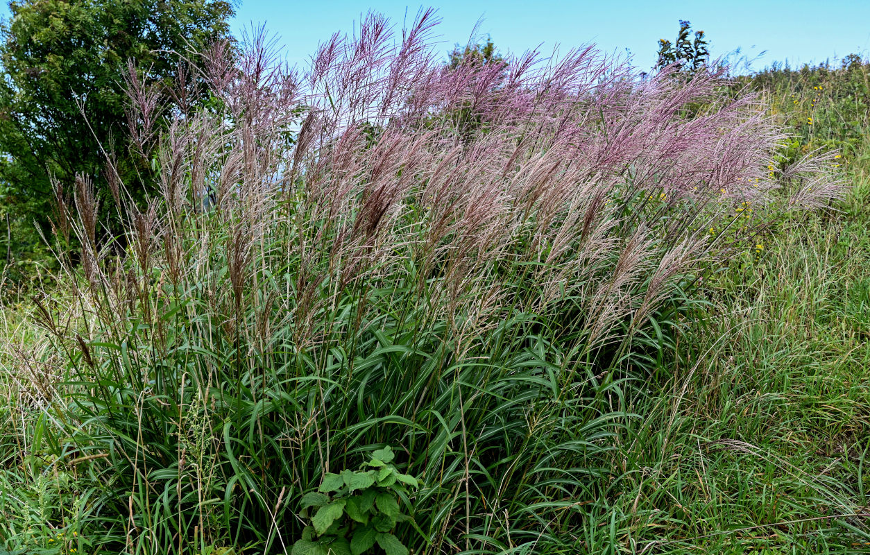 Изображение особи Miscanthus sinensis.